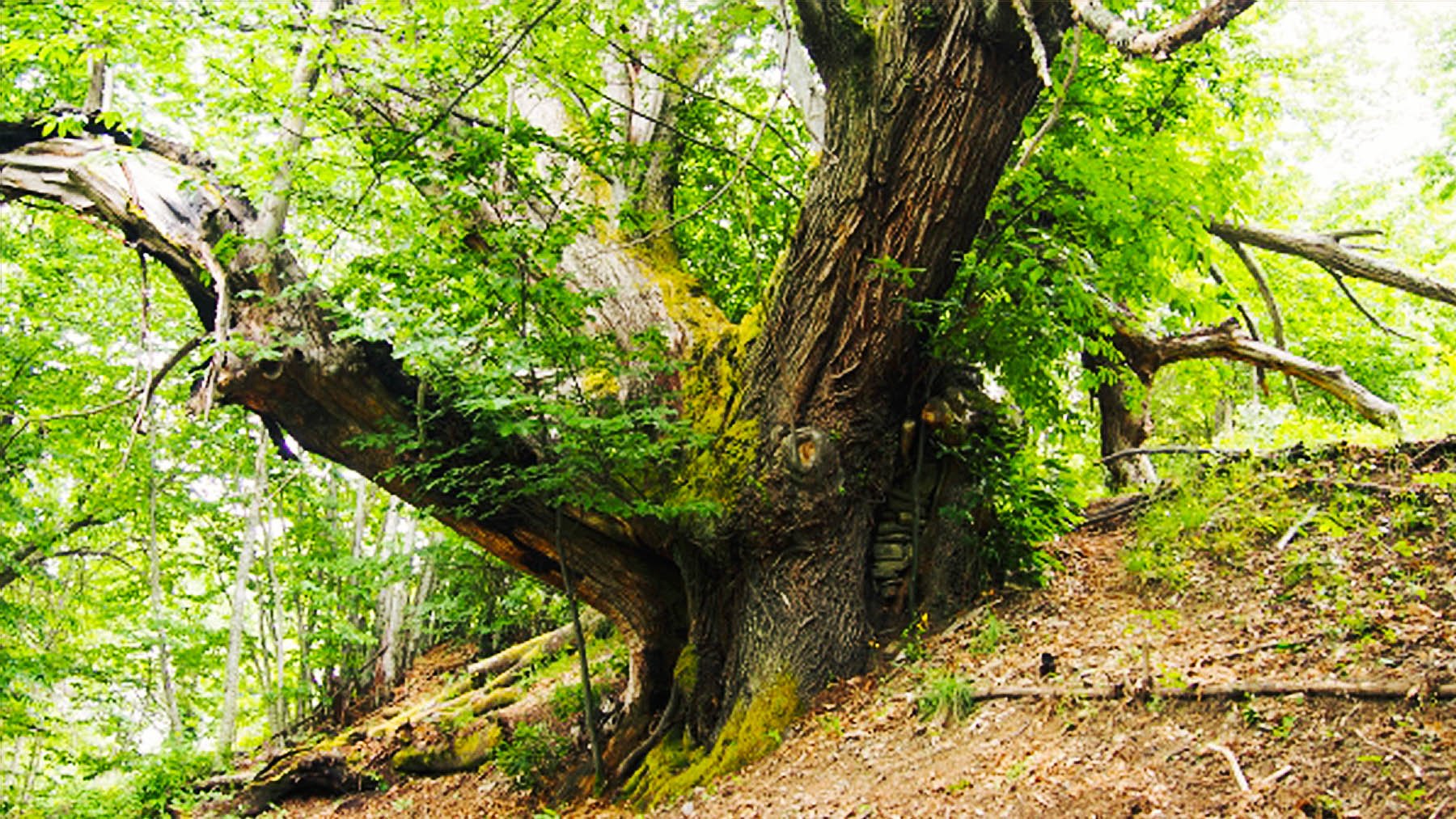 Campano de Villar de Acero. Foto: MonumentalTrees.