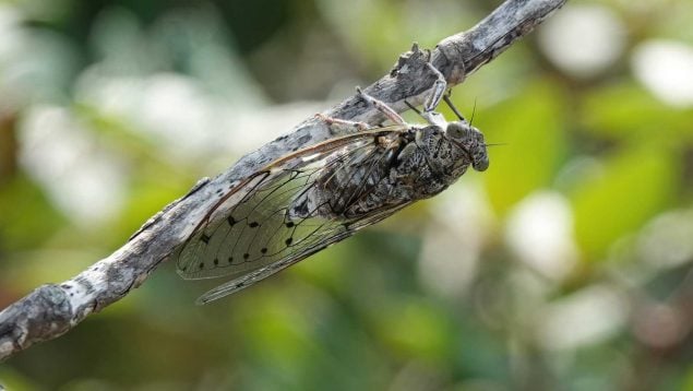 Canto de las cigarras