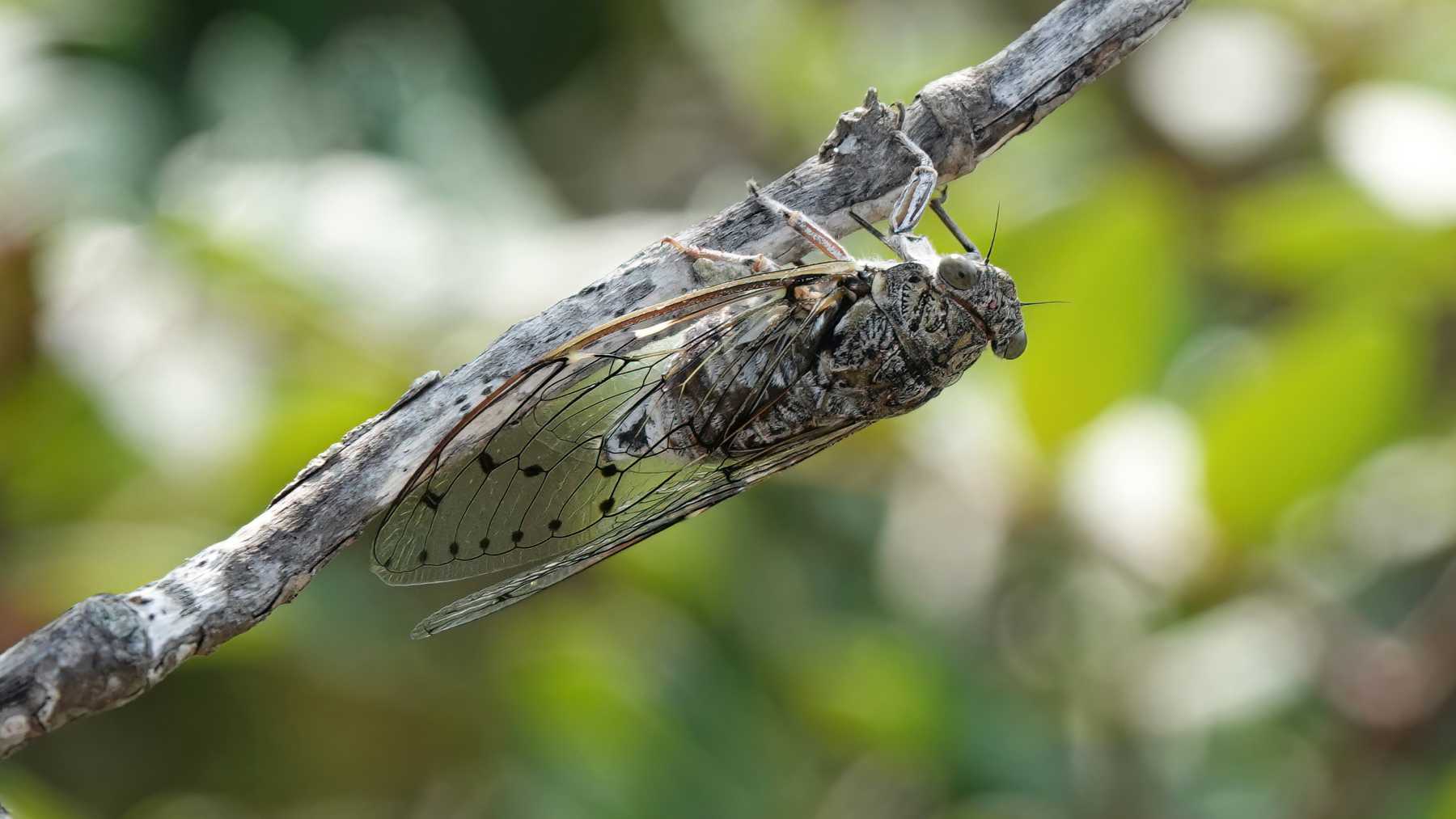 Cigarras su canto.