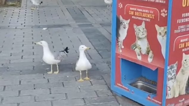 Gaviotas, animales, curiosidades