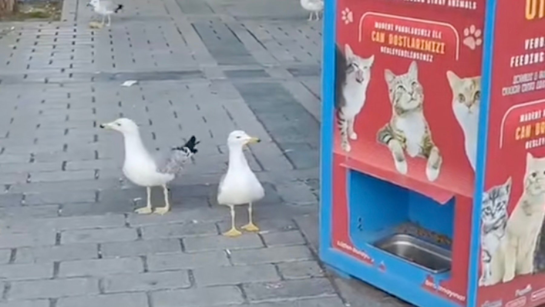 Gaviotas junto a una máquina expendedora. Imagen: captura de vídeo, Daily Mail.