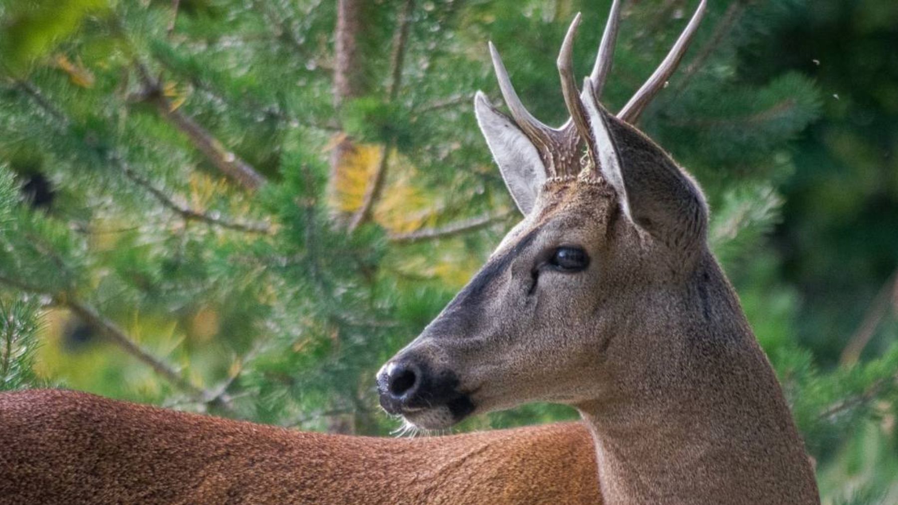 Huemul. Foto: Gobierno de Chile