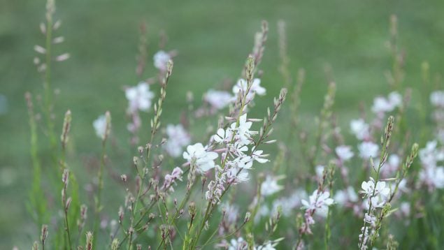 Planta que florece en los jardines más difíciles