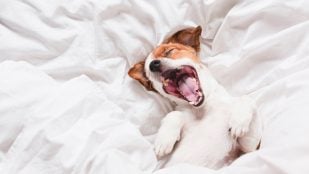 El perro debe dormir en la cama