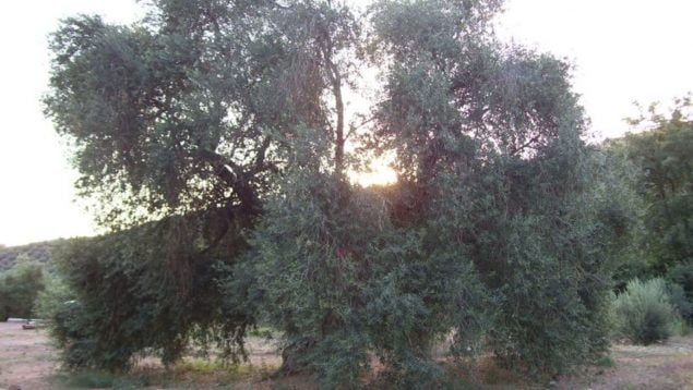 Olivo, naturaleza, árbol