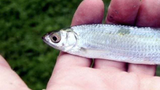 Alburnus alburnus, pez, animales, especie invasora