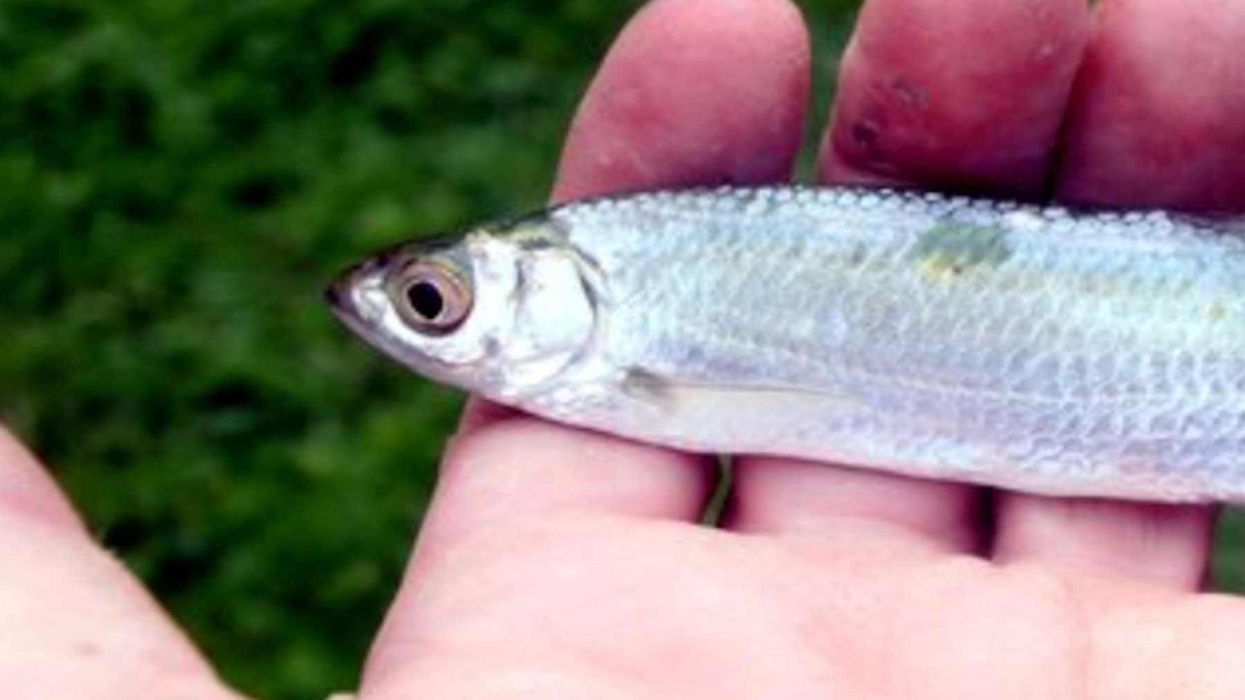 Alburnus alburnus. Imagen: Peter van der Sluijs.