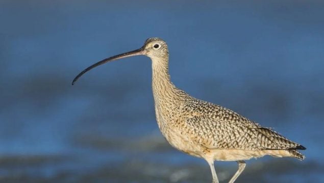 Ave, animal, especies en peligro de extinción