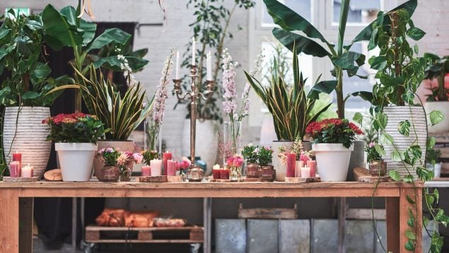 Planta, flora, curiosidades, Feng Shui