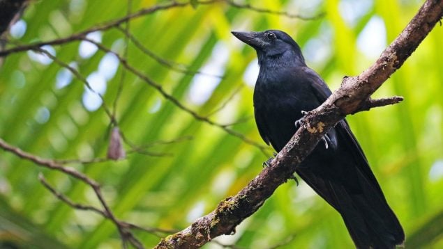 Pájaro, ave, animal, curiosidades