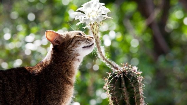 Animales, plantas, curiosidades