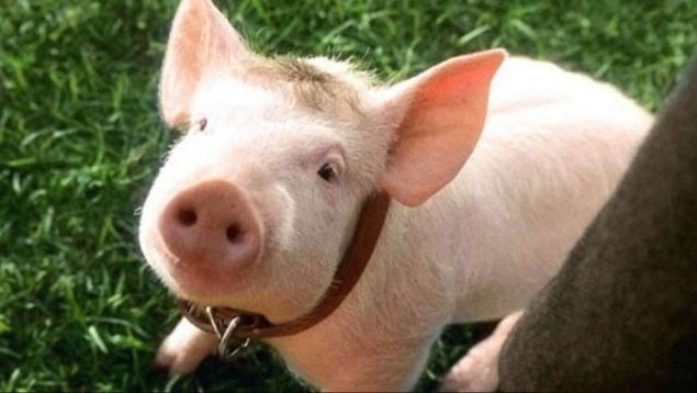 Babe el cerdito valiente
