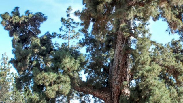 Pinos, Canarias, árboles, naturaleza