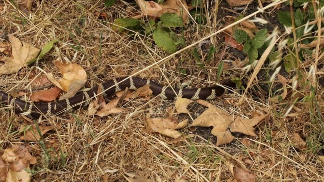 Animal invasor en Canarias