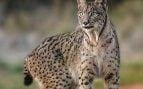 Lince ibérico
