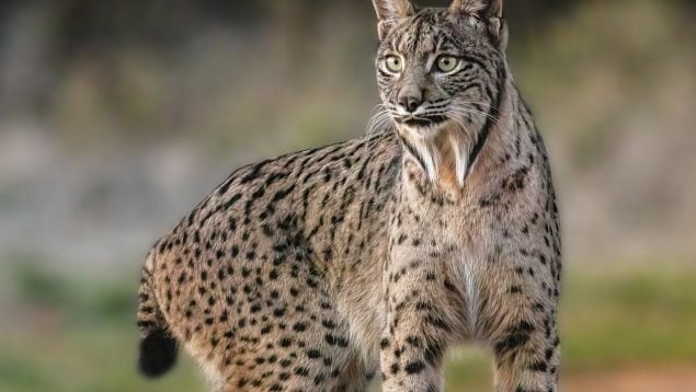 Lince ibérico