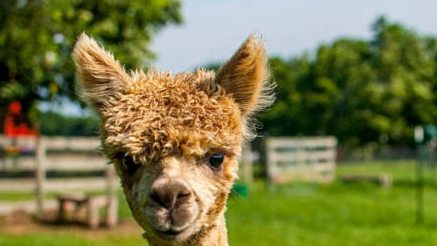 Mascota, animal, alpaca