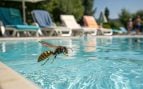Avispa, insectos, piscina