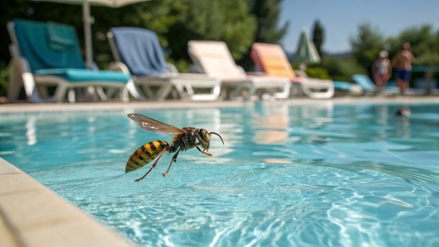 Avispa, insectos, piscina