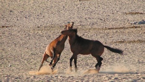 Caballos salvajes. Foto: Info Namibia