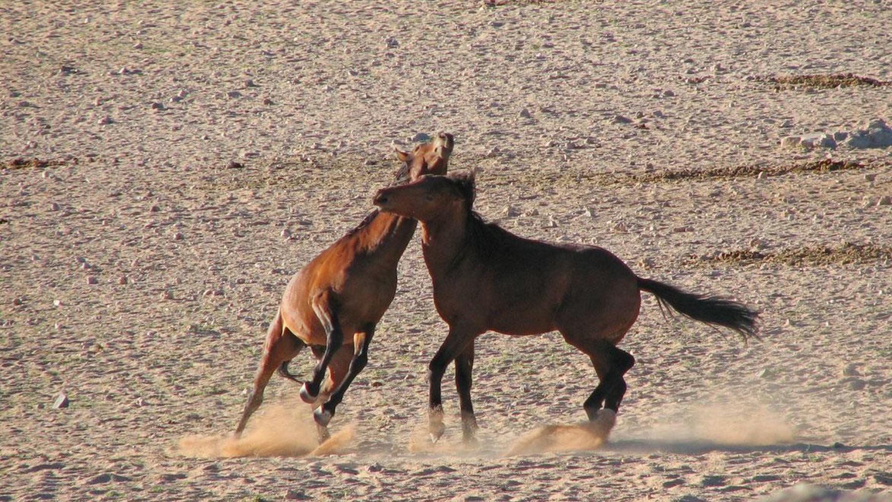 Caballos salvajes. Foto: Info Namibia