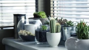 Planta, flora, curiosidades, Feng Shui