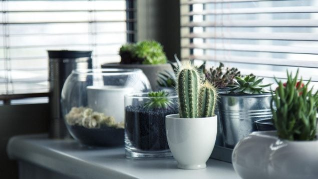 Planta, flora, curiosidades, Feng Shui