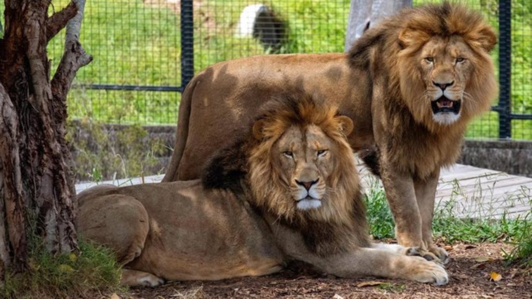 Leones. (EP)