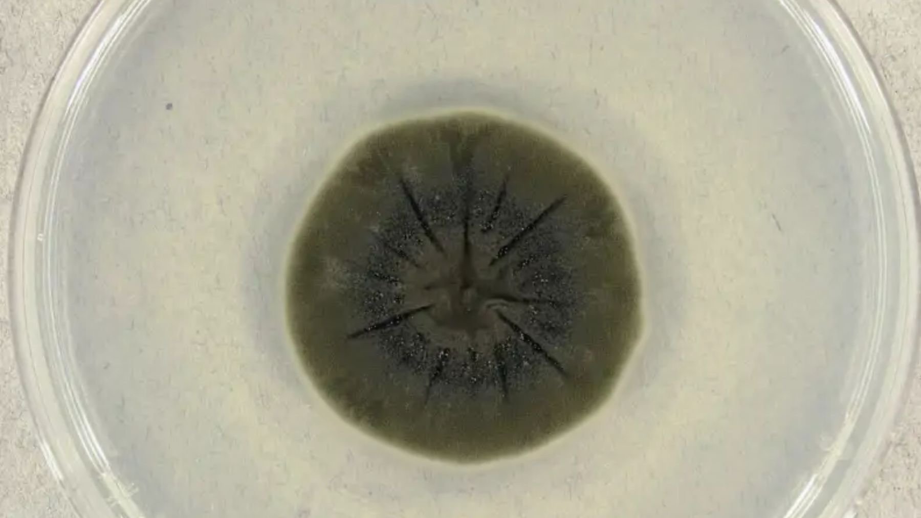 Hongo Cladosporium sphaerospermum. Foto: Medmyco – Wikipedia Commons