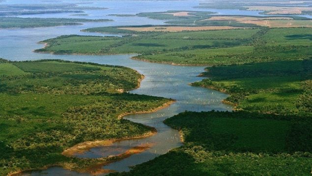 Introducción de nutrias gigantes en Argentina, bombazo en zoología por introducción de nutrias gigantes, animal en peligro de extinción reintroducido en Argentina, nutrias gigantes en el parque nacional iberá.