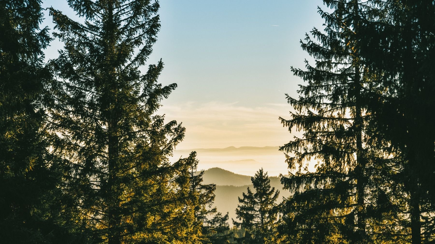 Árboles. Foto: Freepik