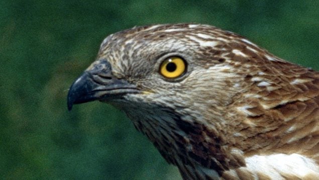 Pernis apivorus, ave, animales, naturaleza