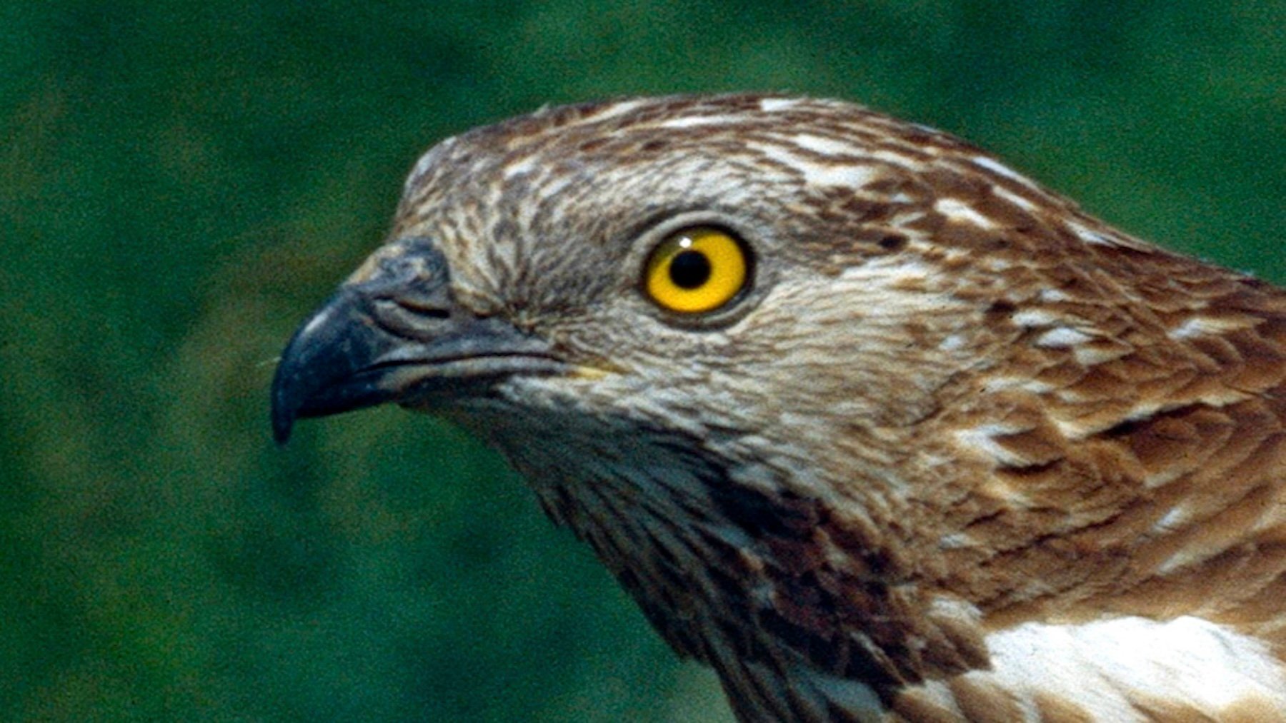 Pernis apivorus. Imagen: Bernard DUPONT.