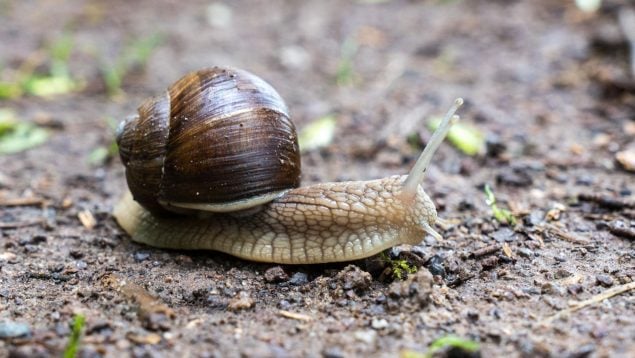 Caracoles, animales, curiosidades
