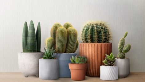 Una casa llena de plantas. Foto: Freepik