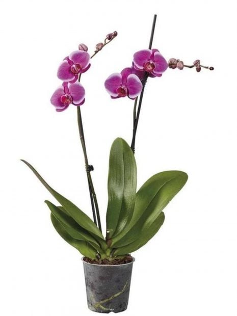 planta de Lidl