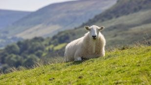 Cómo se llama la hija de una cabra y una oveja, resultado mezclar cabras y ovejas, qué es un geep, qué es un chobín, quimera de cabra y oveja, las ovejas y las cabras pueden reproducirse entre ellas.