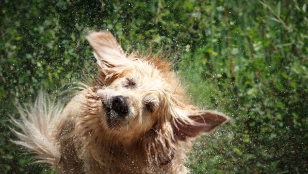perro mojado