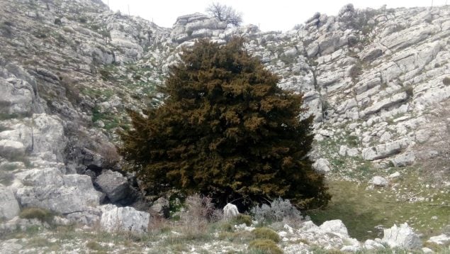 Árboles, naturaleza, Albacete, curiosidades