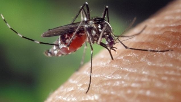 Chikungunya