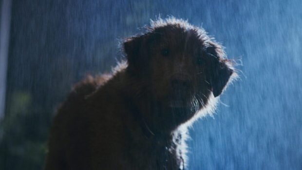Good Boy cine de terror