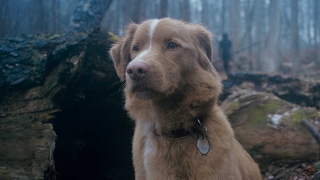 Good Boy cine de terror