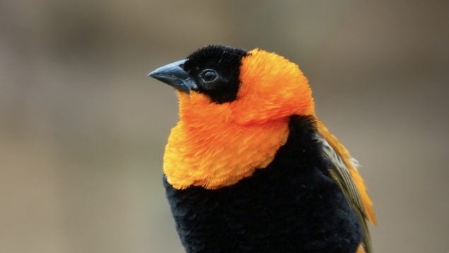 Euplectes Orix, pájaro, animales, naturaleza