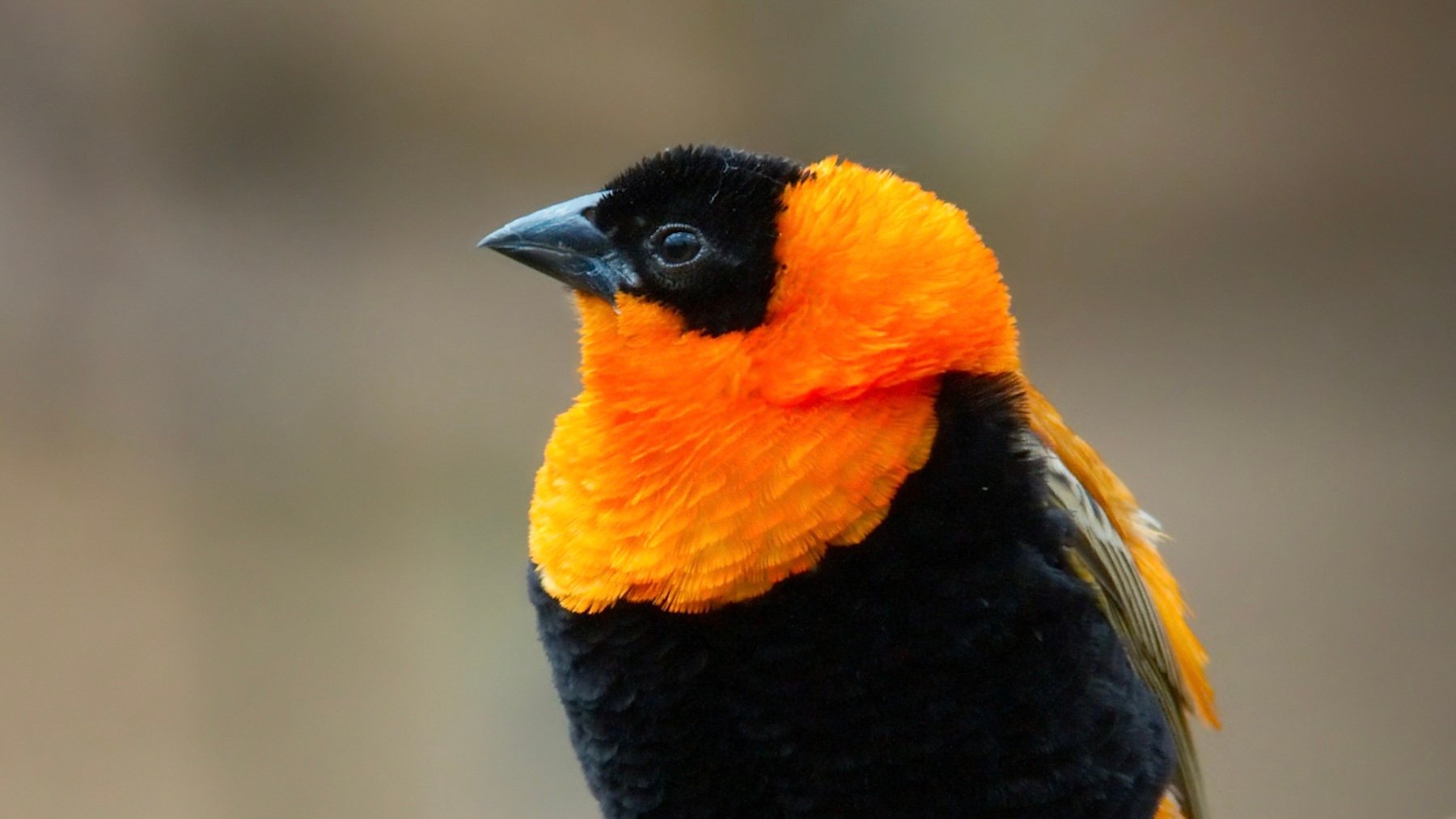 Euplectes Orix. Imagen: Luc Viatour.