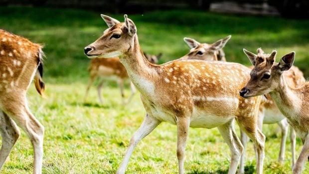 Vídeo viral de un cazador de los años 80, reclamos de cazadores más increíbles, mejores instrumentos de caza, caza rural en España, documental viral sobre caza, caza ciervo.