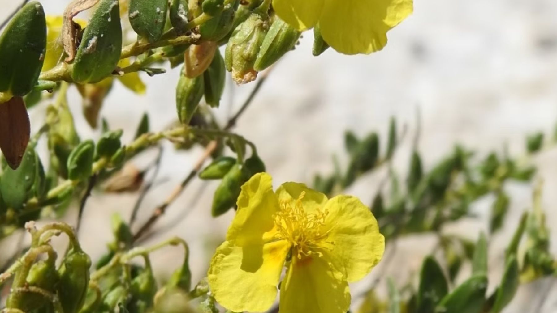 Estrellicas de Cordovilla. Fuente: Jardín Botánico de Castilla-La Mancha