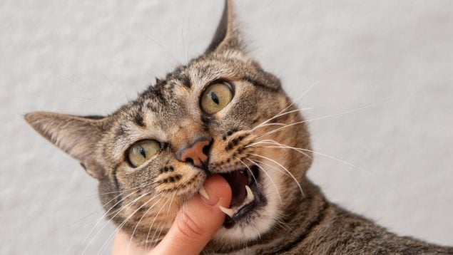 Gato, felino, animal, mascota, curiosidades