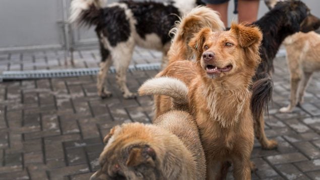 perros Chernóbil