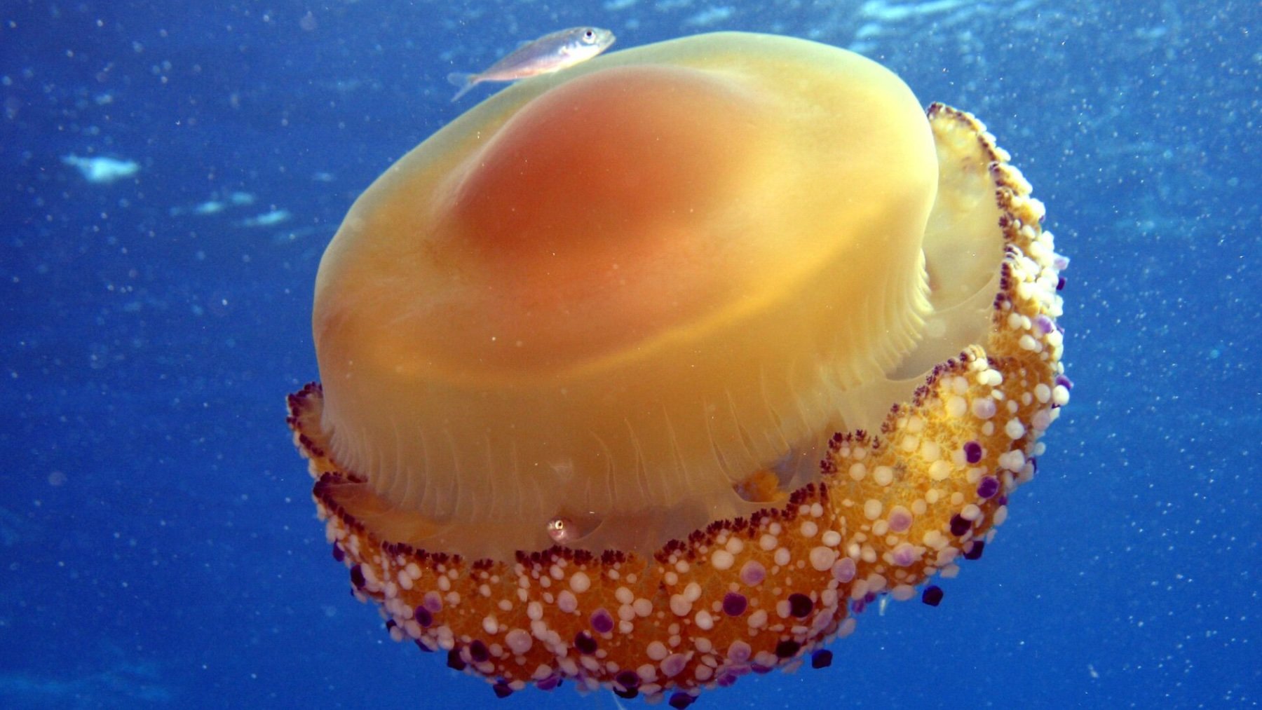 Cotylorhiza tuberculata. Imagen: Sarah Faulwetter.