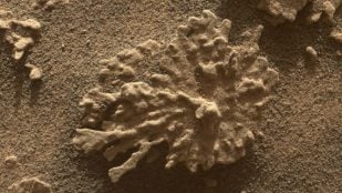Descubrimiento de un coral en Marte, hallazgos de la NASA en Marte, nuevo descubrimiento de Curiosity, aniversario del robot Curiosity, paposo, paposo y Marte, Nasa y Marte.